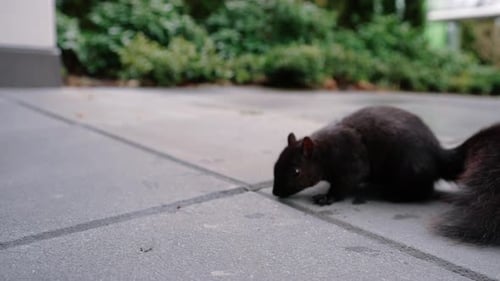 Süßes Eichhörnchen, das Nüsse auf dem Boden im Hinterhof isst