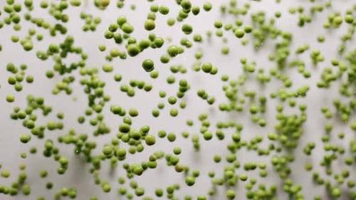 Raw Green Peas in Slow Motion