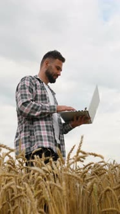 Man Using Laptop in Wheat Field