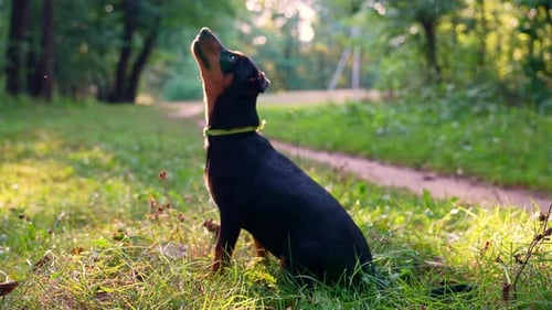 Dog Sits in a Grassy Forest Park