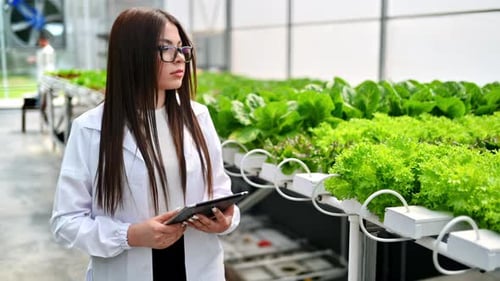 Woman Scientist Examining Hydroponic Lettuce in Greenhouse