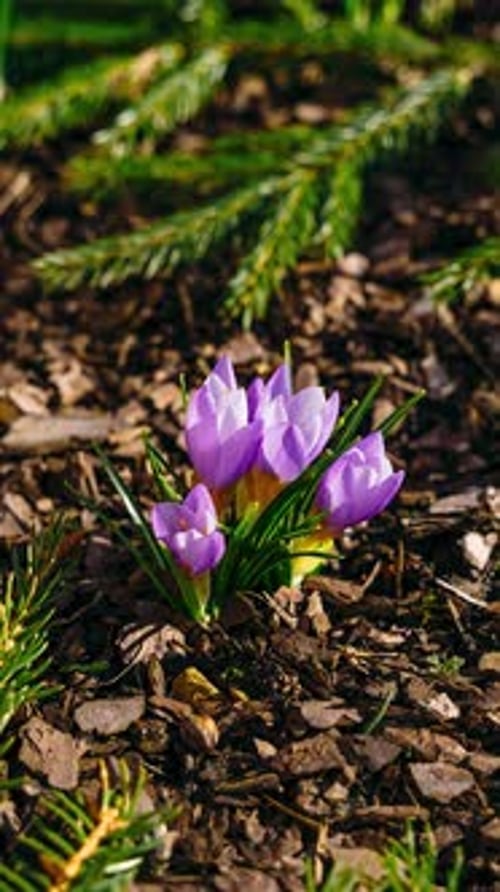 Spring Crocus Flowers Blooming in Garden