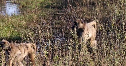 Chacma baboon (Papio ursinus). Bwabwata National Park, Namibia. African Wildlife.