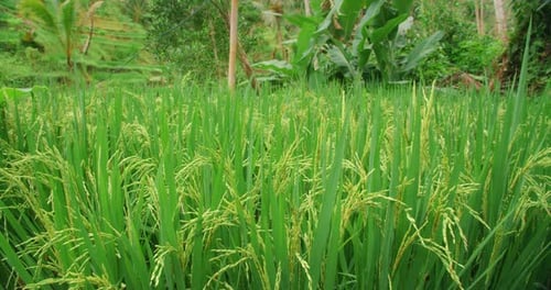 Une rizière animée avec des grains en train de mûrir entourée de plantes tropicales à Bali