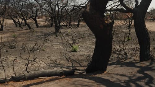 Burnt Trees Cast Dark Shadows Over a Scorched Earth. The Scene Depicts the Harsh Aftermath of a Fire