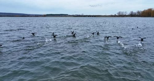 Wild black ducks flying very low over the river surface. Birds making little white splashes