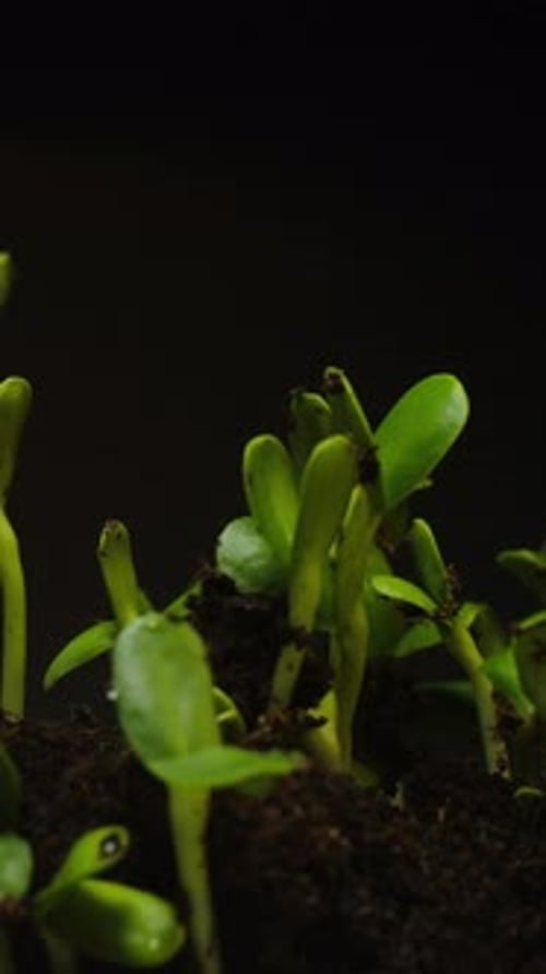 Seedling Sprouts Growing in Time Lapse Close Up