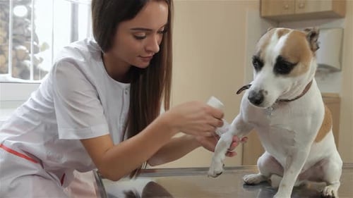 Veterinarian Bandaging Paw of a Dog at Clinic