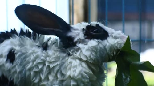 Rabbit eating green vegetables in a blue cage