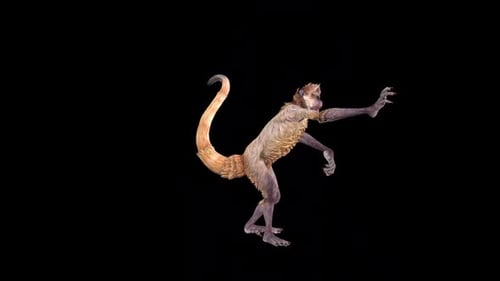 Wild Monkey Attack