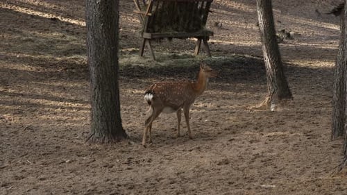 Deer Standing in Forest Next to Wooden Feeder
