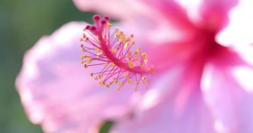 Close up of pink flowers with green leaves on sunny day, slow motion