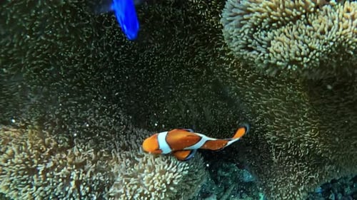 Nemo (poisson-clown) et Dory se cachant dans une anémone - Plan rapproché sous l'eau