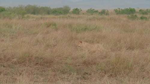 Eine Löwin pirscht durch das Gebüsch der Serengeti, Tansania