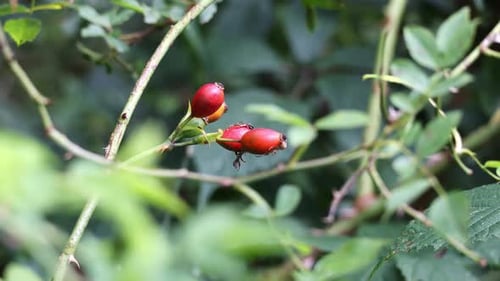 Autumn rosehip bush with fruits - Rosa canina