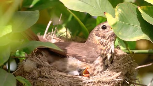 Bird in Nest With Baby Chick