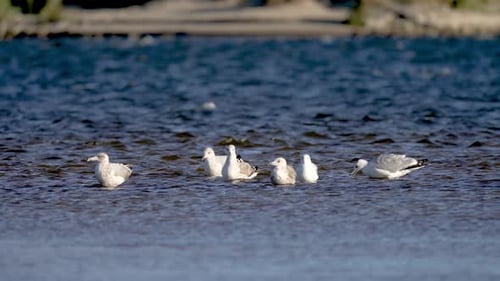 Seagulls Resting Peacefully in the Ocean