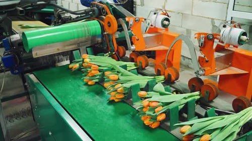 Automated Tulip Packaging Machine in Flower Production Factory