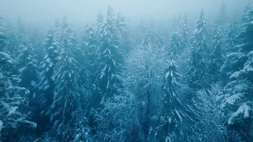 Winter Snow Forest Fall White Tree Pine Branch Nature Cold