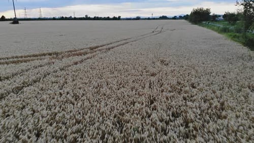 Farming Wheat Fields That are Ready to Be Harvested in an Organic Way