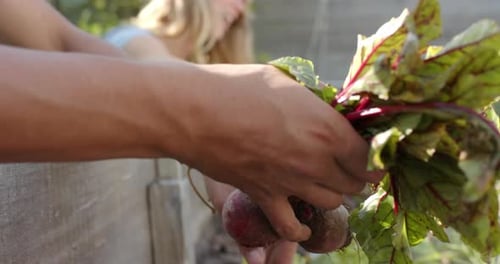 Happy diverse couple working in garden and picking beetroots, slow motion