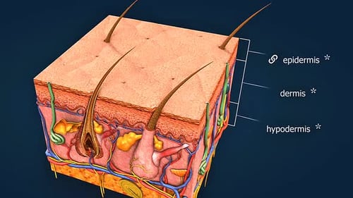 Anatomie de la peau humaine