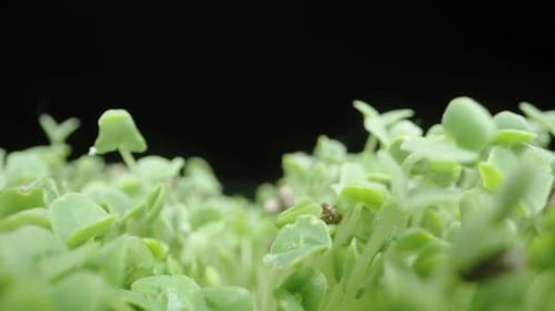Seedlings Sprouting and Growing Against Black Background