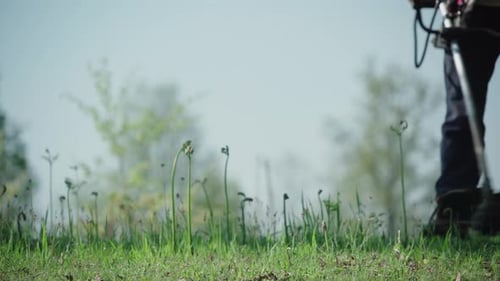 Person uses a string trimmer to cut grass in a grassy outdoor area. Low angle close up