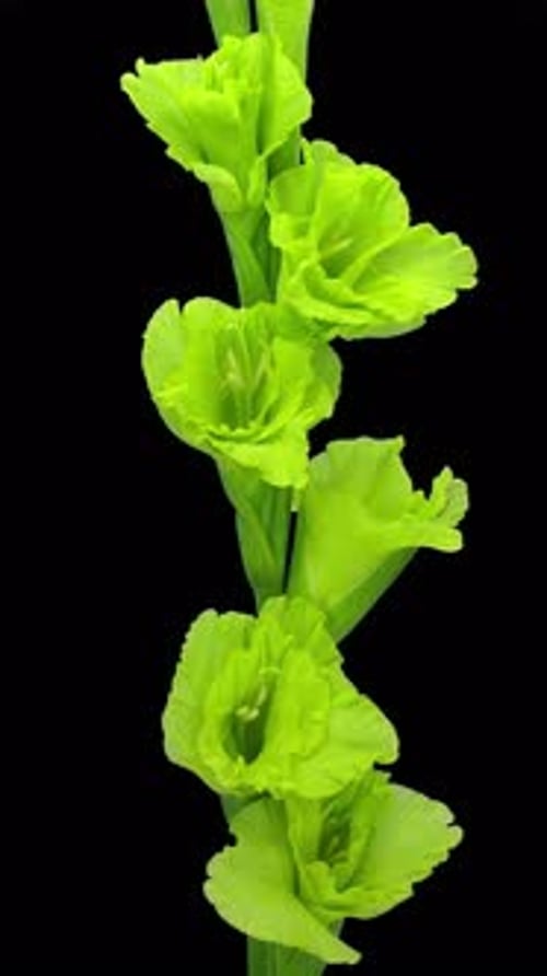 Time lapse of opening green gladiolus flower