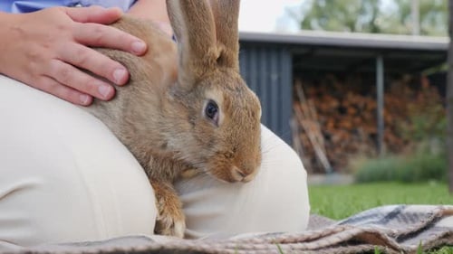 A Woman Relaxes in Her Backyard Holding Her Rabbit on Her Lap and Softly Stroking It on the Green