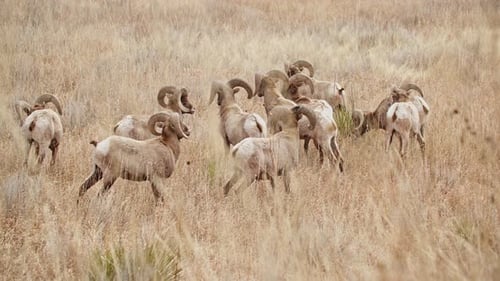 Herd of bighorn sheep grazing in Garden of the Gods, with golden grass background