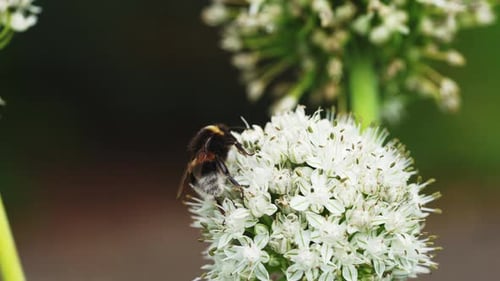 Bee On White Onion Flowers In Summer Garden