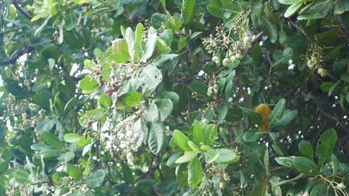 Lush Cashew Tree with Fruit in the Tropics