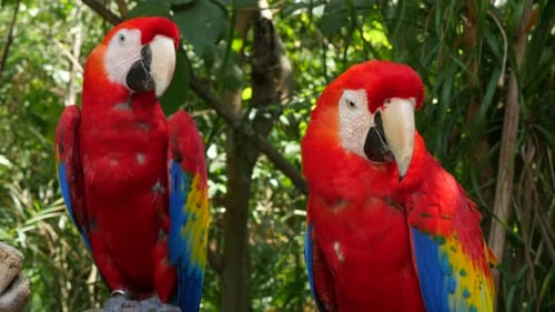 Animal de deux perroquets ara écarlate