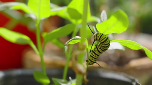 Caterpillar Monarch Butterfly Eating