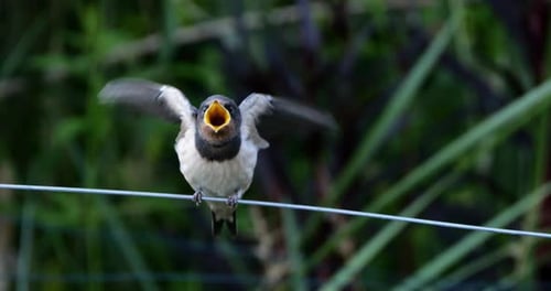 Barn swallows (Hirundo rustica) feeding chicks, Southern France