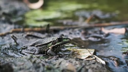 Frosch in einem mit Algen gefüllten Teich