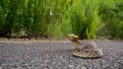 Snake Coiled on Roadway Lifting Head