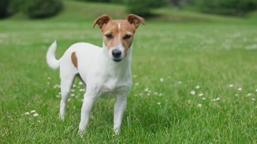 Portrait of Jack Russell Terrier Dog on Vibrant Green Grass Background