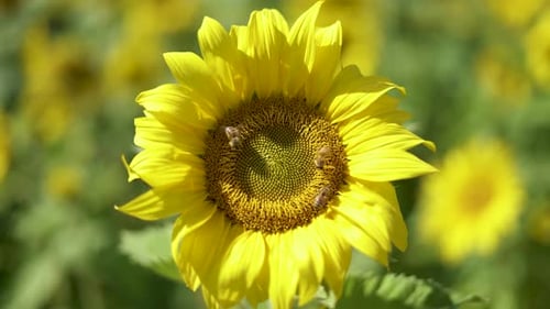 Sunflower with Bees Collecting Pollen on Sunny Day