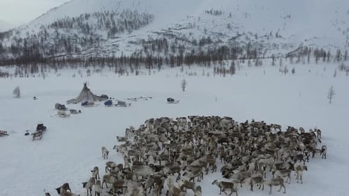 Aerial view of reindeer and dwellings, Russia.