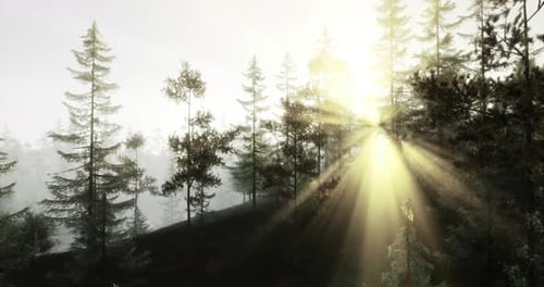 Sunlight Filters Through Trees in Misty Forest During Early Morning Hours