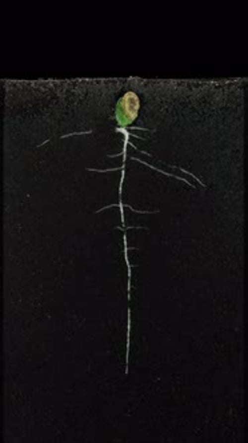 Chronologie de la germination et de la croissance des courges dans une rhizobox