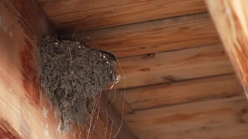 Swallow feeding its chick waiting in its nest