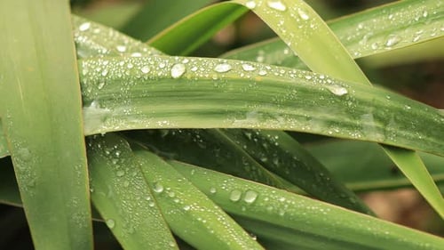 Große Wassertautropfen auf den Blättern einer Aloe-Vera-Pflanze, die sich im frühen Morgenherbst im Wind bewegen o