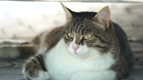 Close Up Portrait of a White Striped Domestic Cat Sleeping in Shadow Under Car on Hot Summer Day