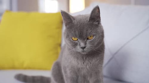 Gray Cat Relaxing on a Couch Indoors