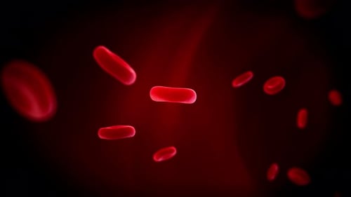 Red Blood Cells Flowing in a Medical Background Animation