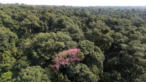 Aerial view of Misiones jungle, Rosewood tree, critically endangered species in Argentina