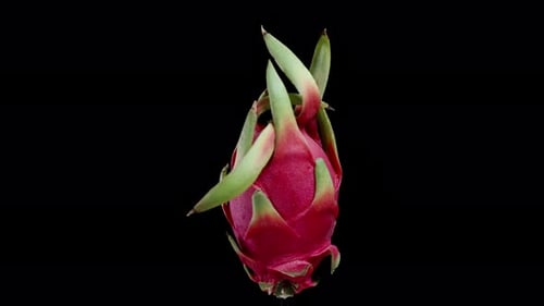 Red Pitaya or Dragon Fruit rotating on a black background, isolated.